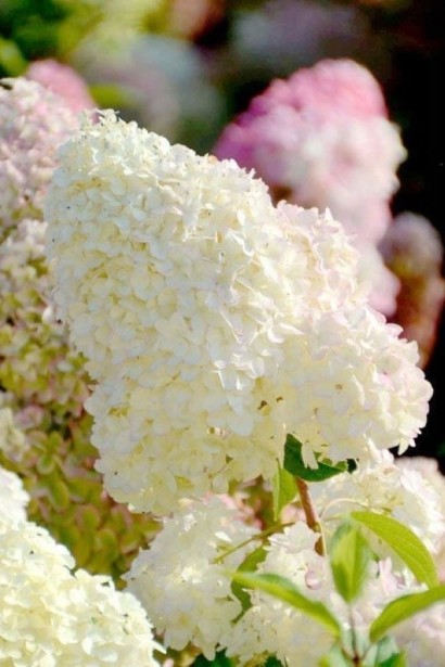 Гортензия метельчатая Диамантино | Гортензія волотиста Діамантіно | Hydrangea paniculata Diamantino